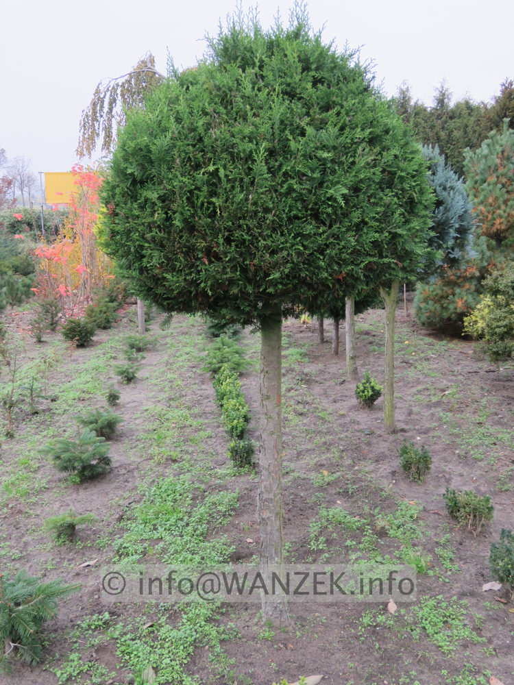 Chamaecyparis lawsoniana Robusta - Kugelstamm 01.JPG